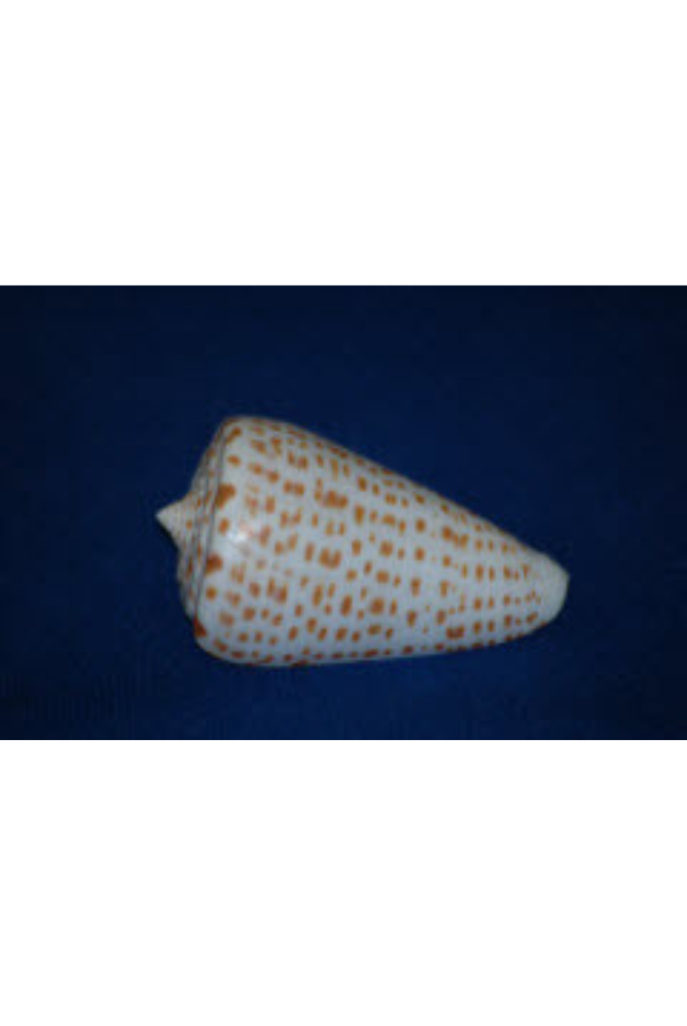Conus Spurius Atlanticus, Florida