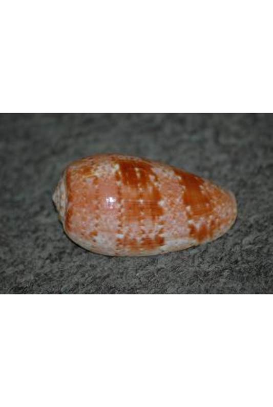 Conus Bullatus, Philippines