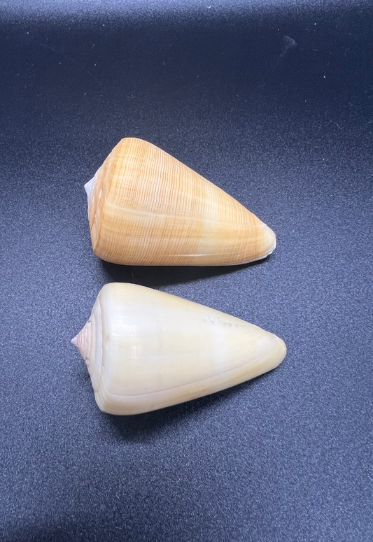 Conus Quercinus, Philippines