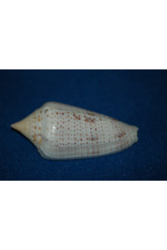 Conus Ximenes, Gulf of California, Mexico