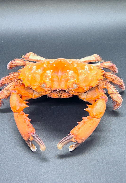 Etisus Utilitis, Philippines