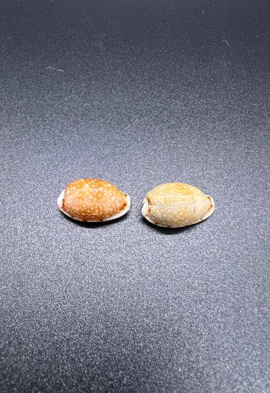 Cypraea Labrolineata, Philippines