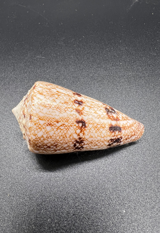 Conus Araneosus, Andaman Sea