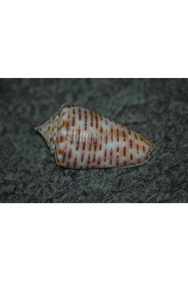 Conus Proximus, Philippines