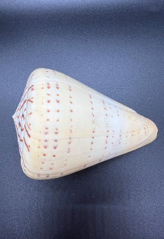 Conus Betulinus, Philippines