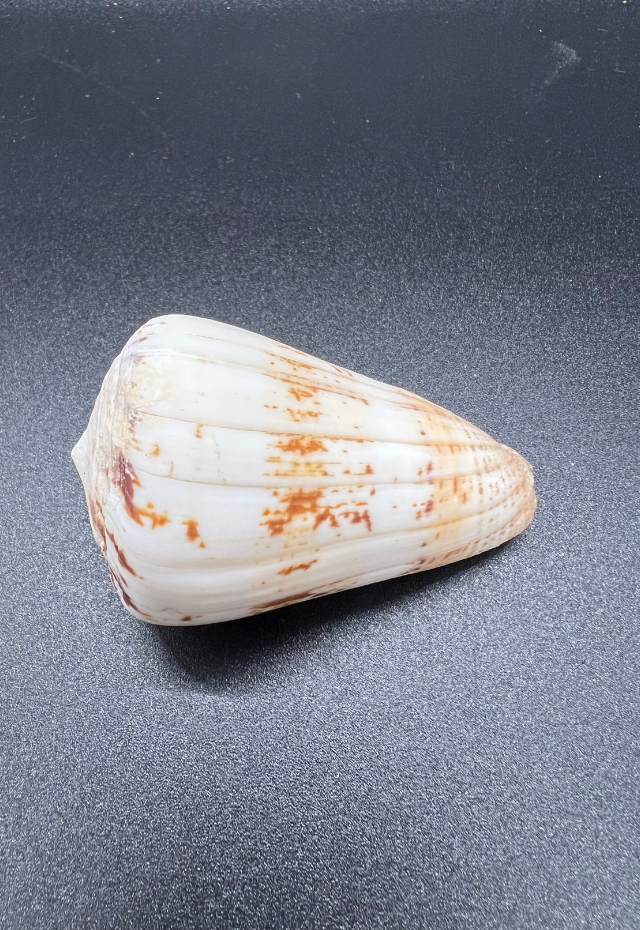 Conus Caracteristicus, Philippines