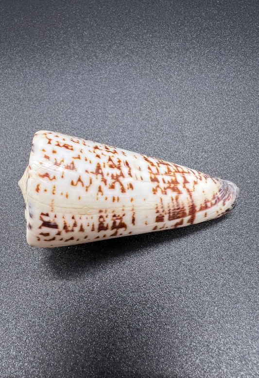 Conus Thalassiarchus, Philippines