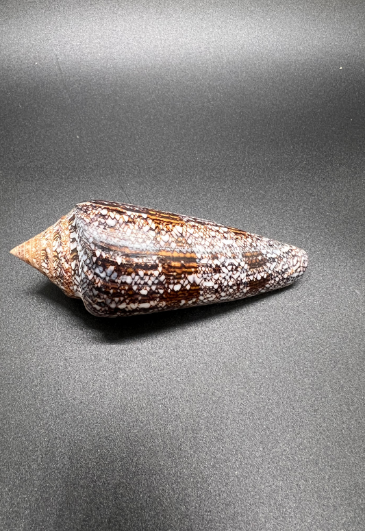 Conus Gloriamaris, Philippines