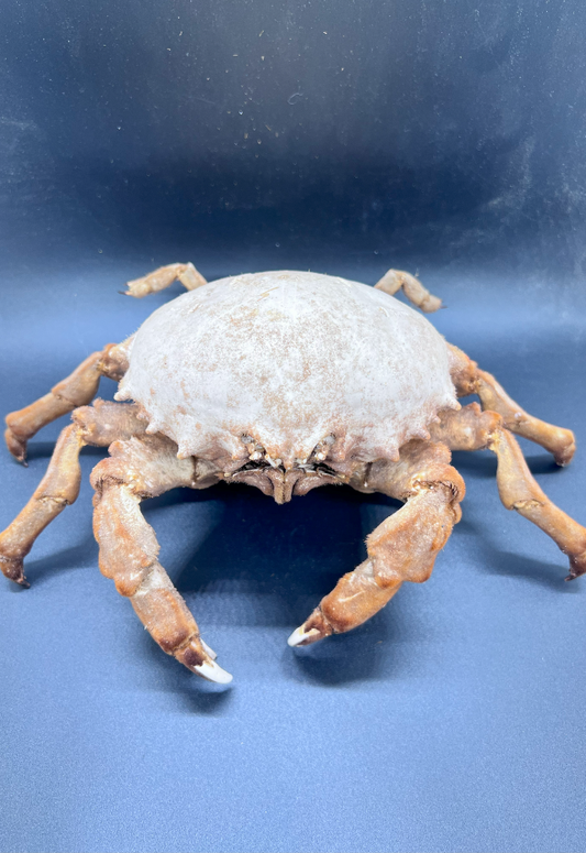 Dromia Dormia, Philippines