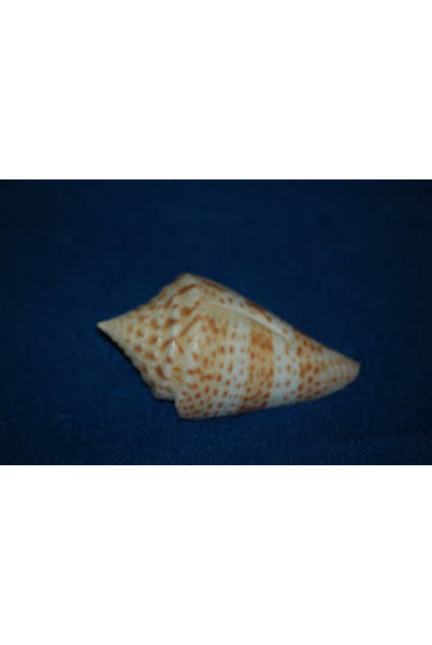 Conus Delessertii, Florida