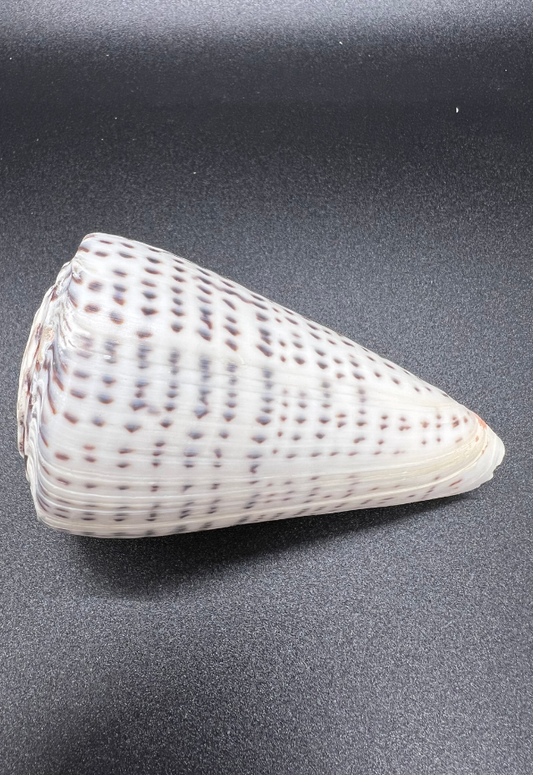 Conus Leopardus, Philippines