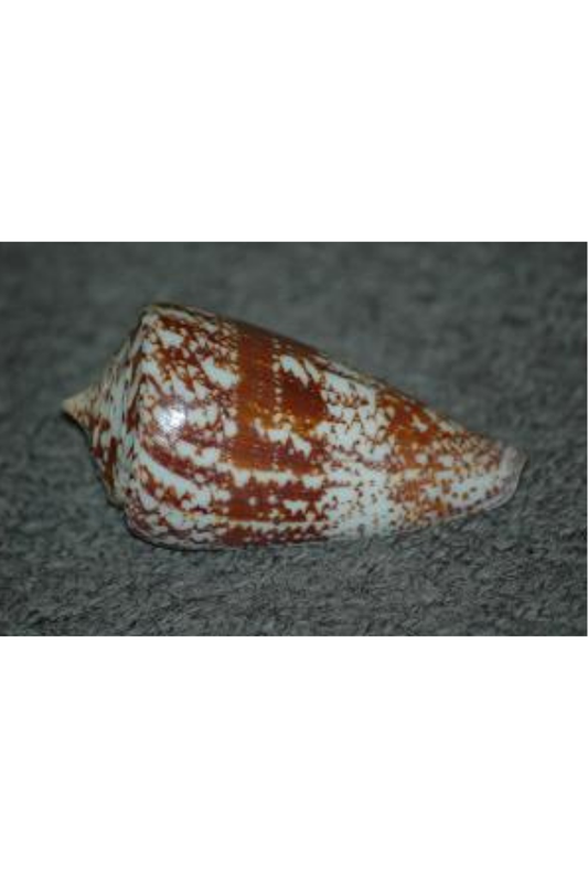 Conus Amadis, Andaman Sea