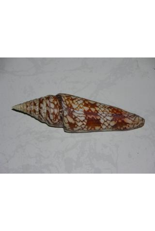 Conus Milneedwardsi, Andaman Sea