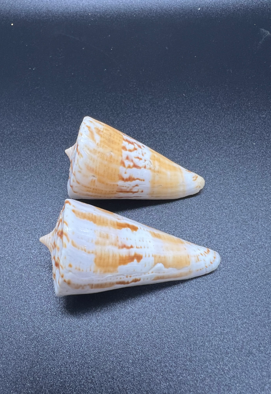 Conus Voluminalis, Philippines