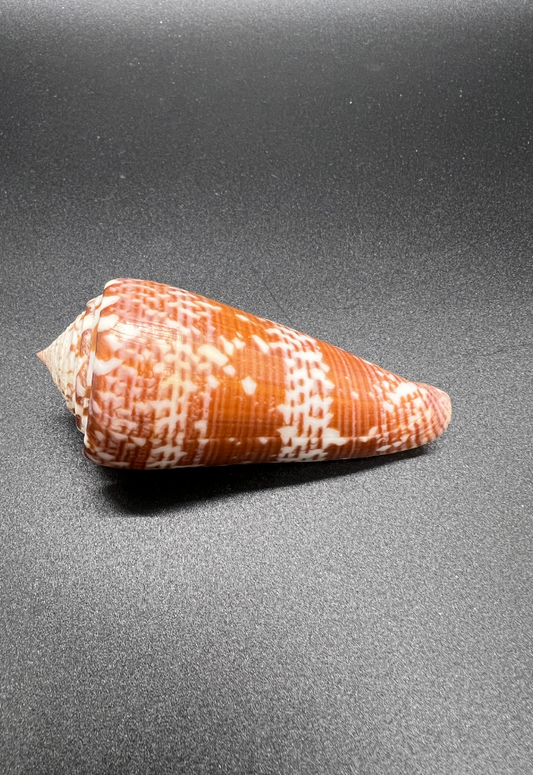 Conus Thomae, Philippines