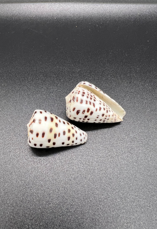 Conus Eburneus, Philippines