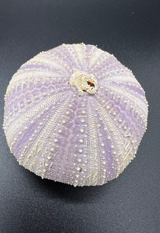Sea Urchin Purple Philippines (Strongylocentrotus Purpuratos)