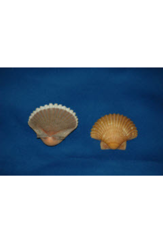 Pecten Vogdesi, Gulf Of California, Mexico