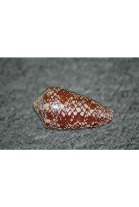 Conus Rubropennatus, Reunion