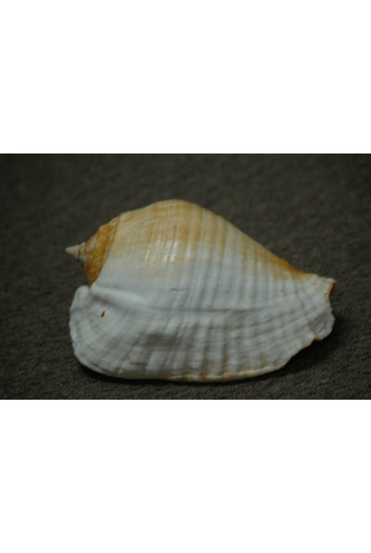 Strombus Galeatus, Gulf of California, Mexico
