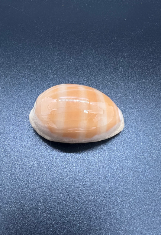 Cypraea Carneola, Philippines