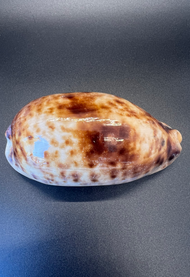 Cypraea Testudinaria, Philippines