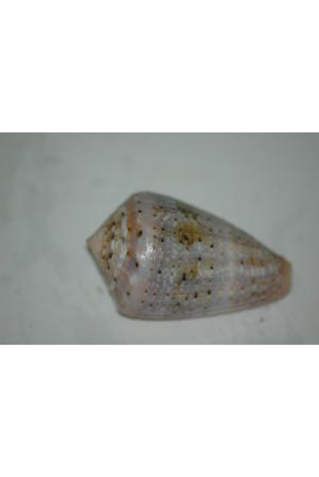 Conus Miliaris, Philippines