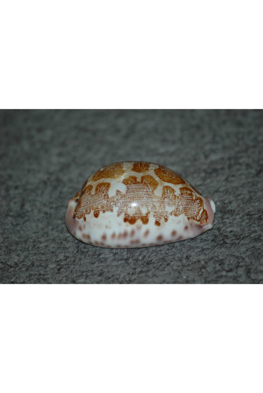 Cypraea Mappa Alga, Mauritius