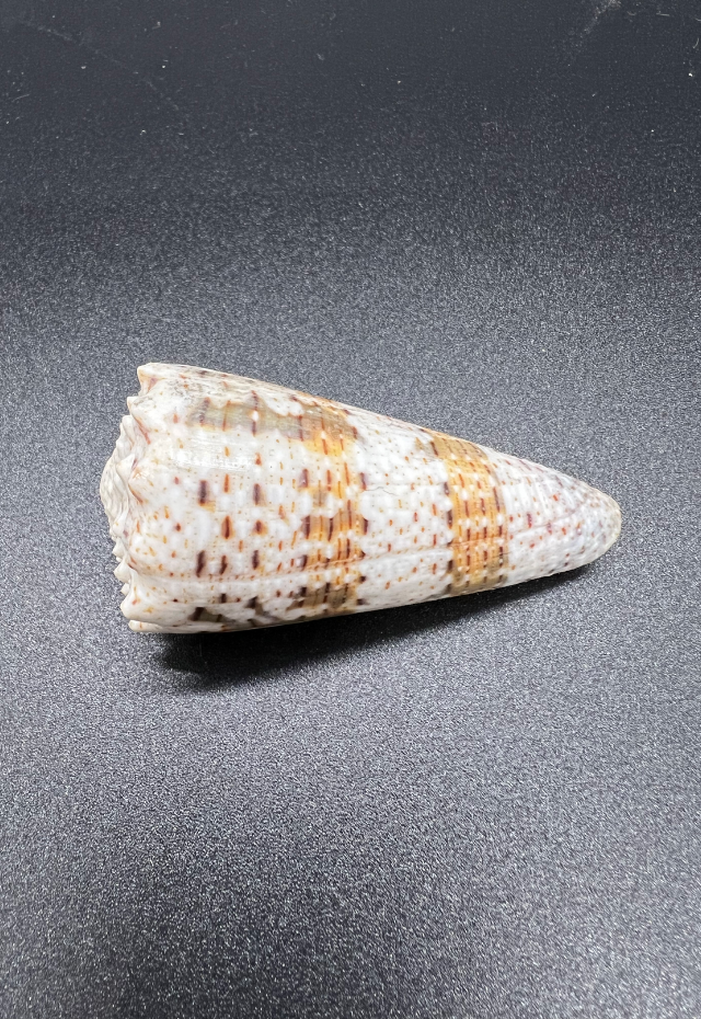 Conus Imperialis, Philippines