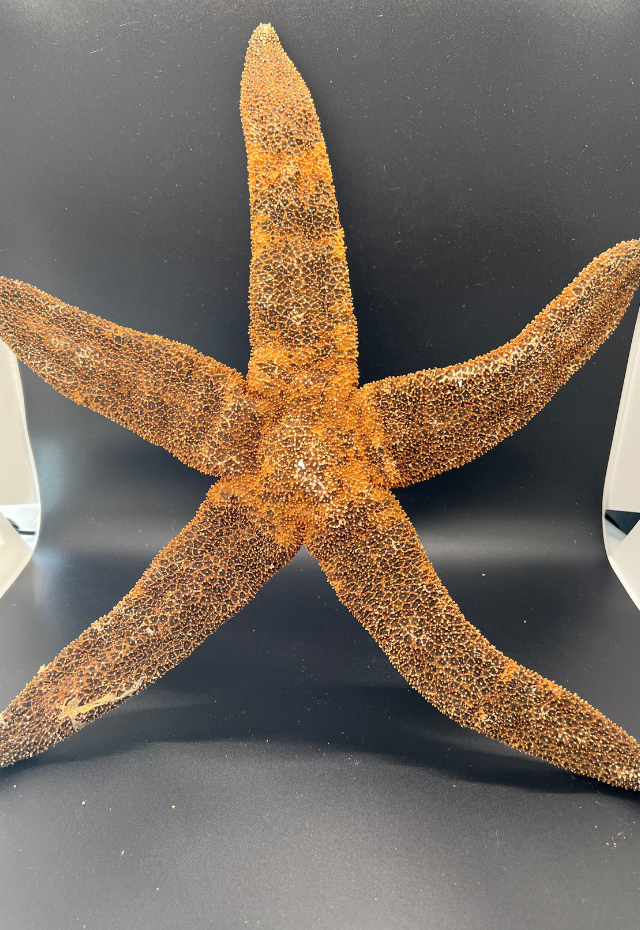 Giant Brown Starfish, Philippines (Pisaster Giganteus)