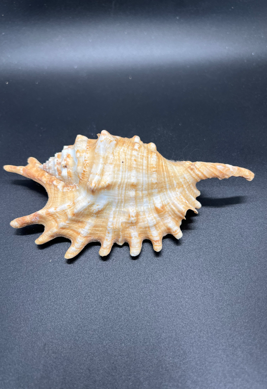 Lambis Digitata, Mauritius