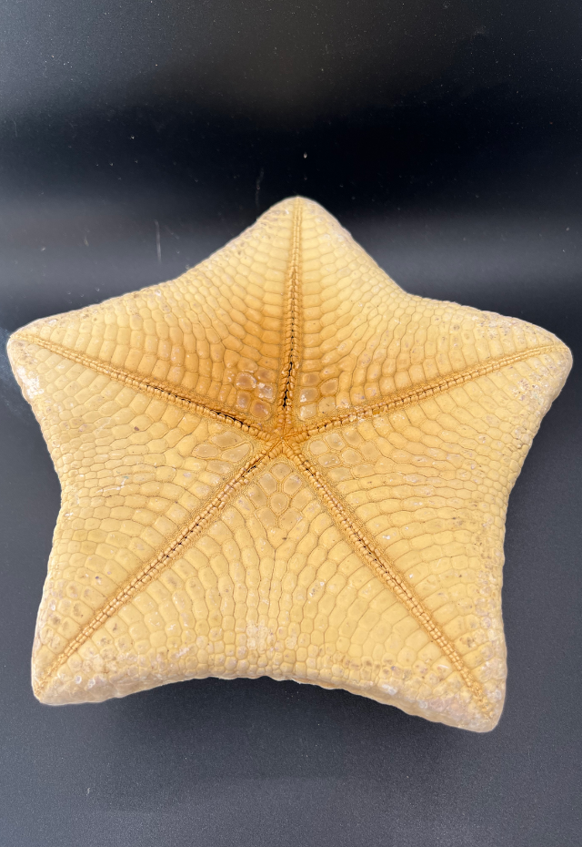 Cushion Sea Star, Philippines (Culcita Novaeguineae)