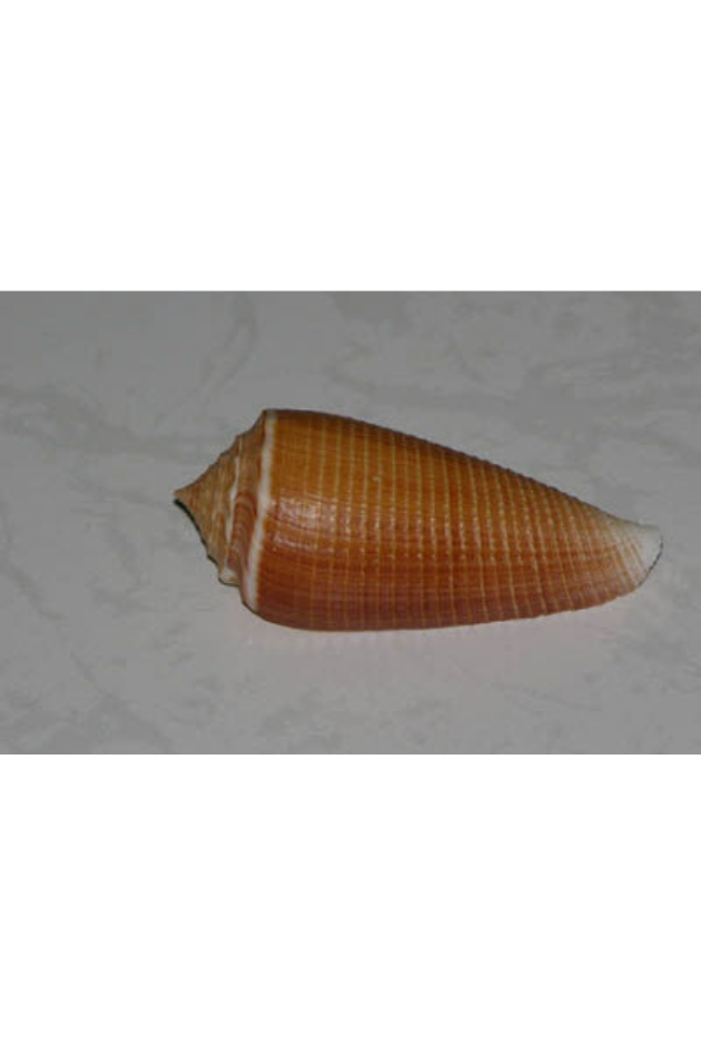 Conus Sulcatus, Philippines
