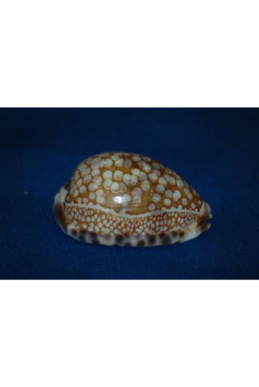 Cypraea Histrio, Mozambique