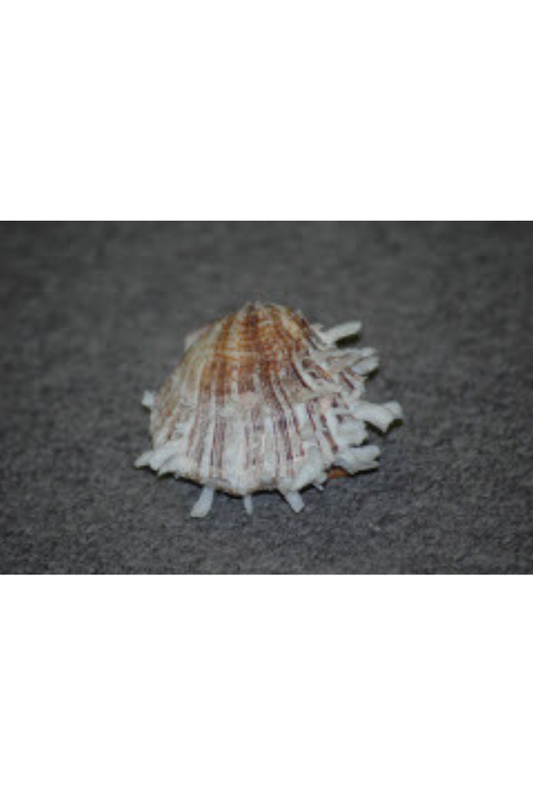Spondylus Ducalis, Philippines
