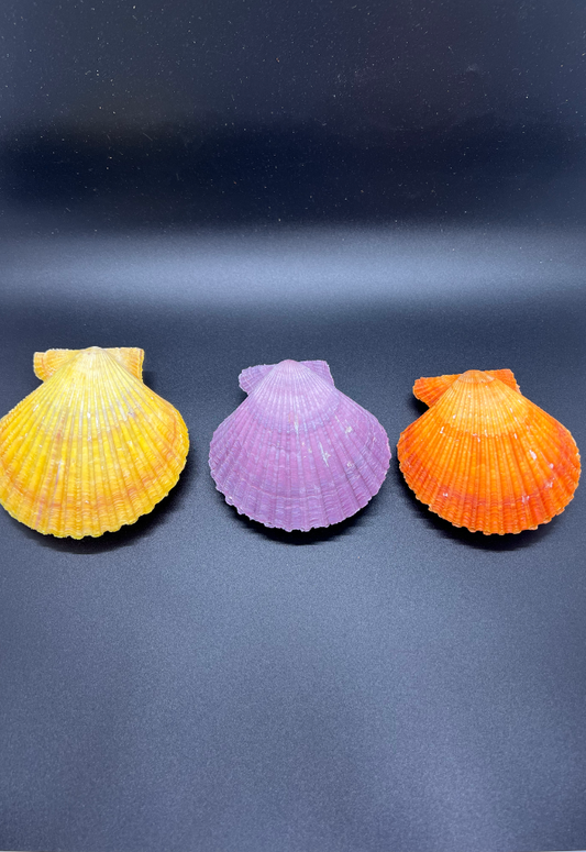 Pecten Nobilis, Japan