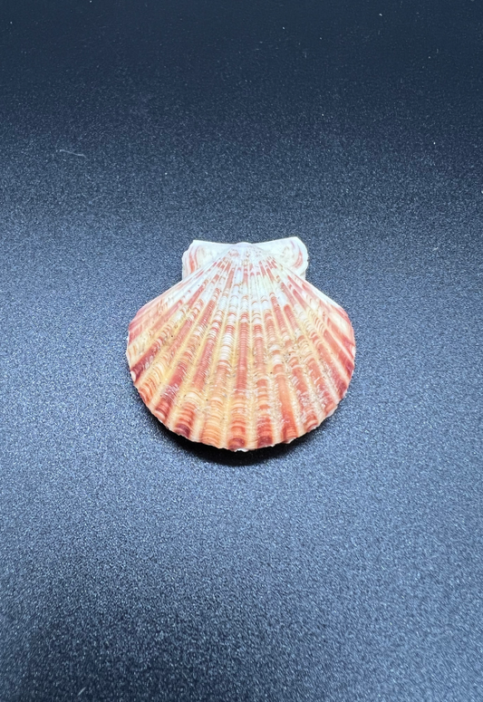 Pecten Lentinginosis, Philippines