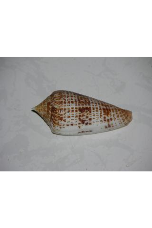 Conus Armadillo, Philippines