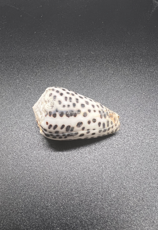 Conus Pulicarius, Mauritius