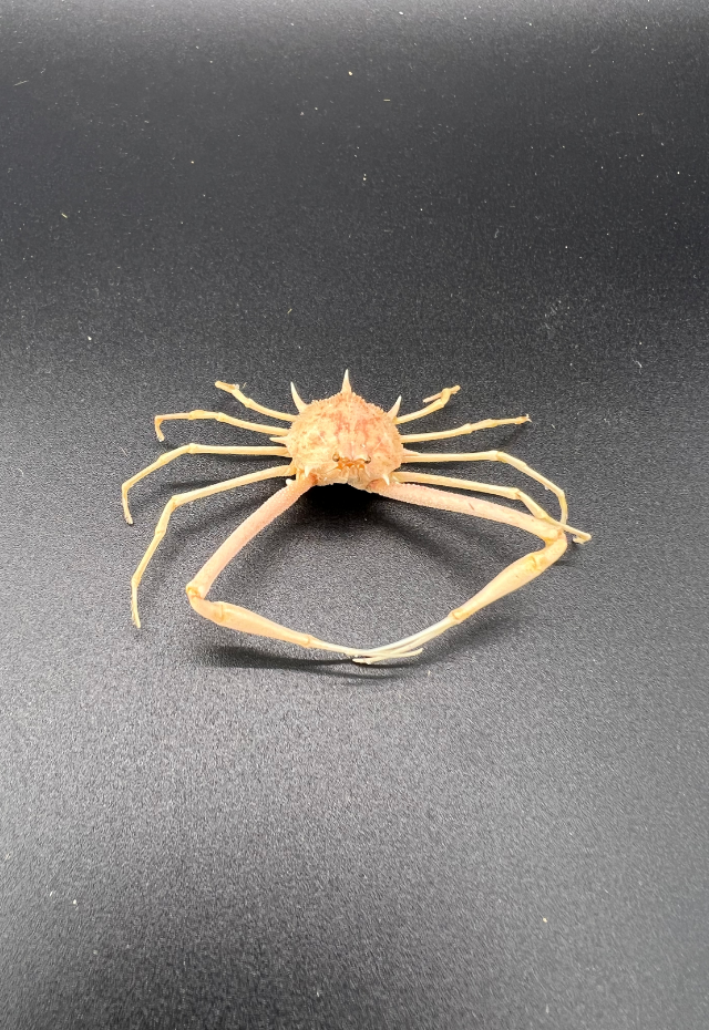 Spider Crab, Philippines (Pleistacantha Moseleyi)
