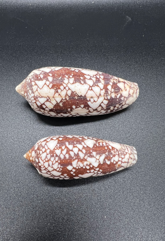 Conus Aulicus, Philippines