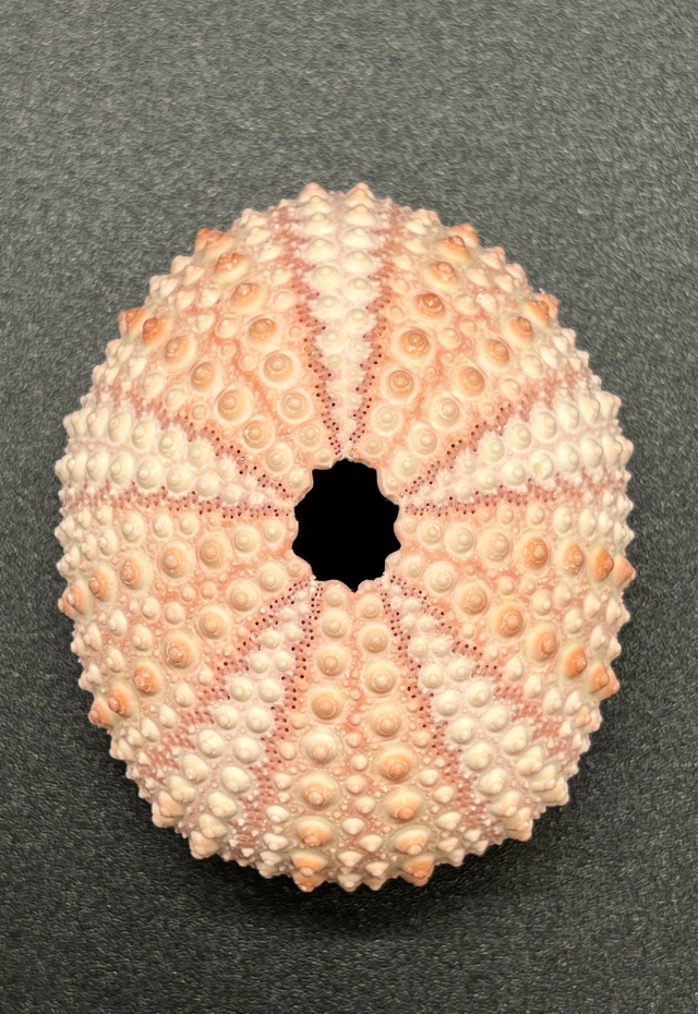 Sea Urchin Pink, Echinoidea, Philippines