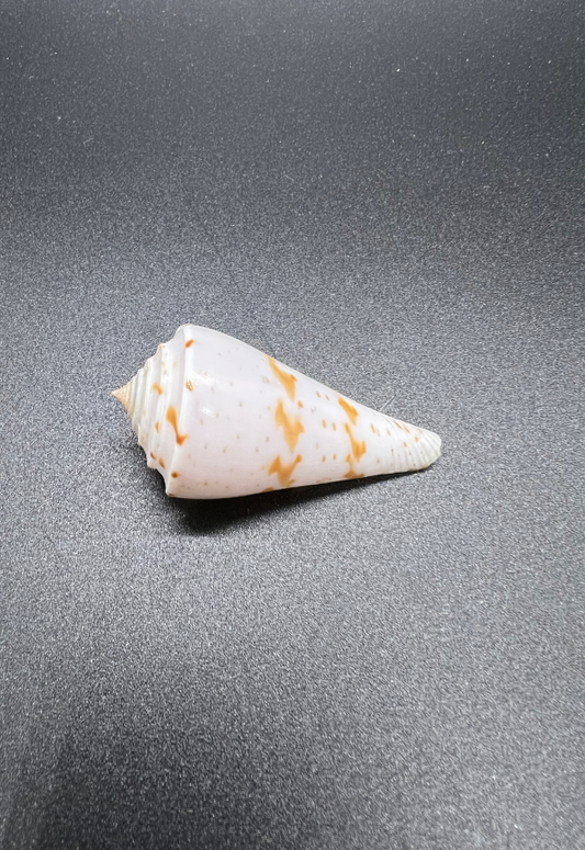 Conus Ione, Philippines