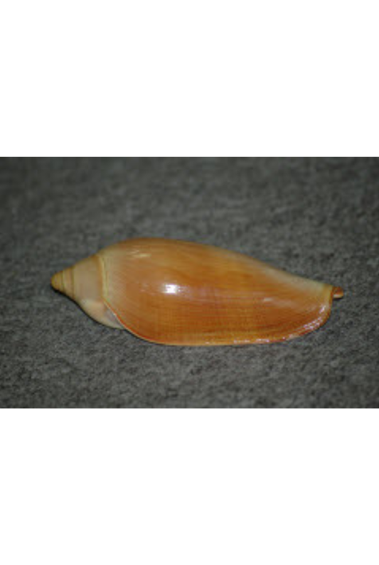 Marginella Pringlei, South Africa