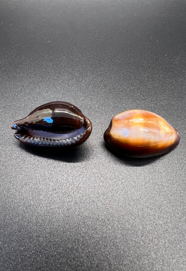 Cypraea Onyx, Philippines