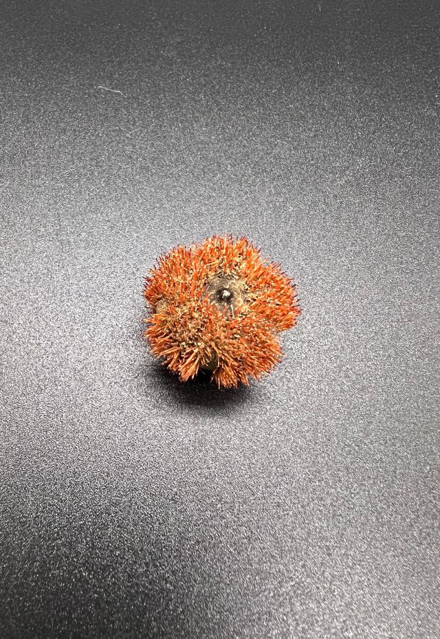Urchin, Salmacis Belli, Philippines