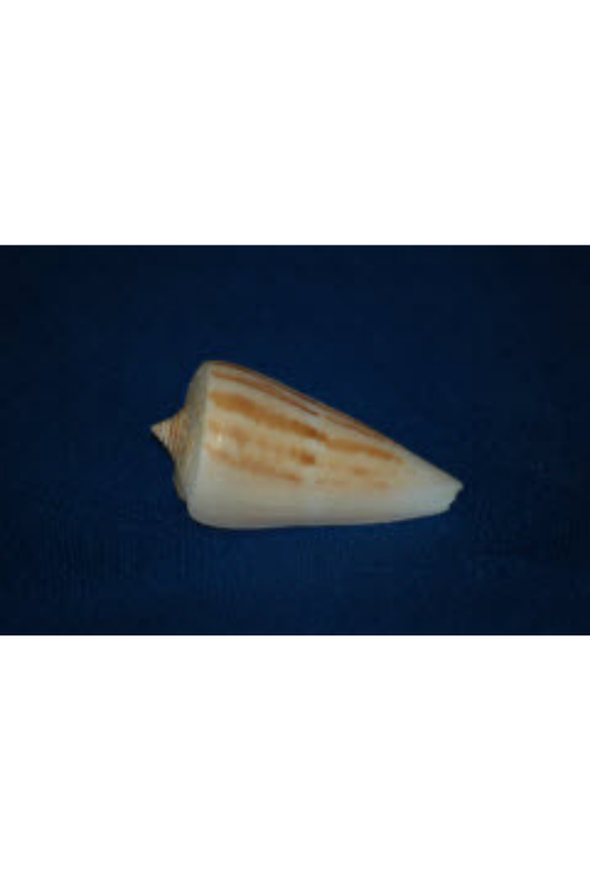 Conus Virgatus, Gulf of California, Mexico