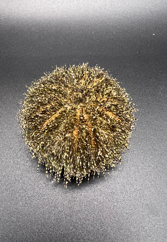Sea Urchin Green, Philippines (Salmacis Sphaeroides)