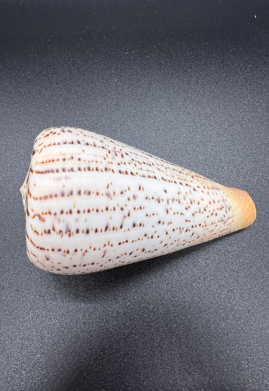 Conus Suratensis, Philippines