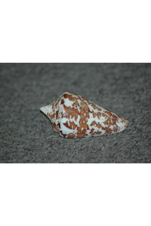 Conus Archon, Gulf Of California, Mexico